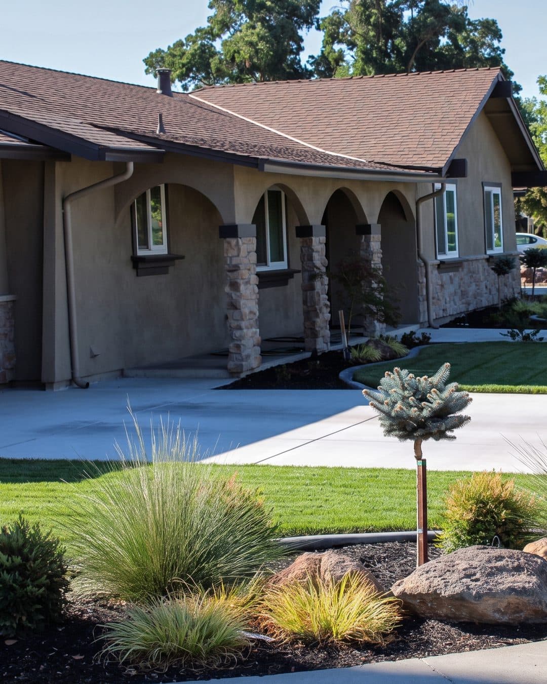 Front-yard landscape with new lawn, boulders, ornamental grasses and a small blue conifer along the driveway